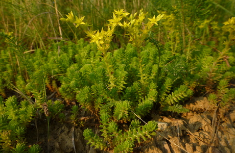 Milder Mauerpfeffer (Sedum sexangulare) - © Philipp Sengl